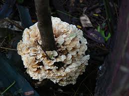 Image result for Podoscypha multizonata