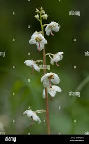 Attēlu rezultāti vaicājumam “Pyrola rotundifolia flower”