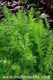 Attēlu rezultāti vaicājumam “Carum carvi”