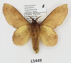 Attēlu rezultāti vaicājumam “Lasiocampidae”