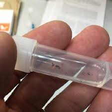 Attēlu rezultāti vaicājumam “Rabdophaga heterobia”