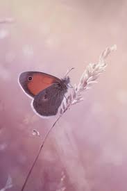 Attēlu rezultāti vaicājumam “Coenonympha glycerion underside”