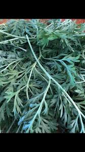 Image result for Artemisia absinthium