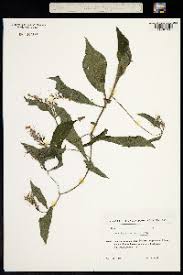 Attēlu rezultāti vaicājumam “Symphytum asperum leaf”