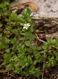 Attēlu rezultāti vaicājumam “Arenaria serpyllifolia flower”
