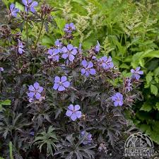 Attēlu rezultāti vaicājumam “Geranium pratense leaf”
