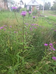 Attēlu rezultāti vaicājumam “Centaurea phrygia”