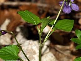 Attēlu rezultāti vaicājumam “Viola reichenbachiana”