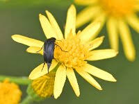 Attēlu rezultāti vaicājumam “Mononychus punctumalbum”