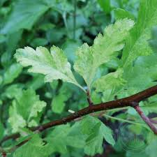 Attēlu rezultāti vaicājumam “Crataegus chlorosarca”