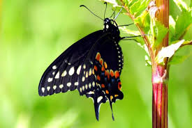 Attēlu rezultāti vaicājumam “Papilionidae”