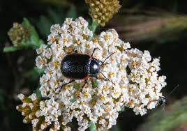 Attēlu rezultāti vaicājumam “Chrysolina sanguinolenta”