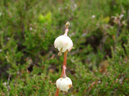 Attēlu rezultāti vaicājumam “Pyrola media”