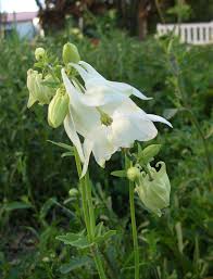 Attēlu rezultāti vaicājumam “Aquilegia vulgaris flower”