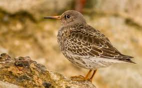 Attēlu rezultāti vaicājumam “Calidris maritima”