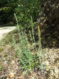 Attēlu rezultāti vaicājumam “Gnaphalium sylvaticum flower”