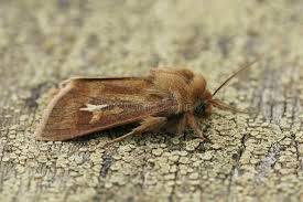 Attēlu rezultāti vaicājumam “Cerapteryx graminis”