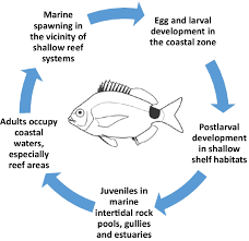 Image result for Polysteganus undulosus