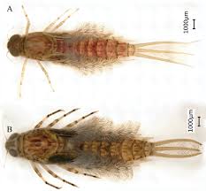 Attēlu rezultāti vaicājumam “Siphlonurus”