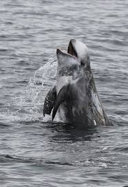 Image result for Grampus griseus