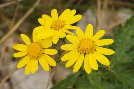 Attēlu rezultāti vaicājumam “Senecio vernalis bud”