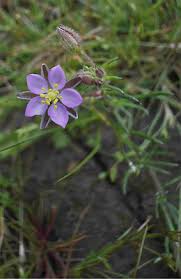 Attēlu rezultāti vaicājumam “Spergularia rubra flower”