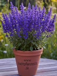 Image result for Salbei