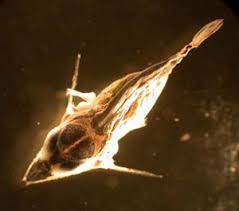 Image result for Istiophorus platypterus