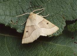 Attēlu rezultāti vaicājumam “Crocallis elinguaria imago”