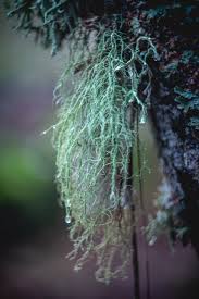 Attēlu rezultāti vaicājumam “Usnea filipendula”
