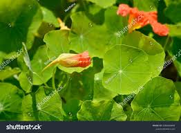 Attēlu rezultāti vaicājumam “Tropaeolum majus bud”