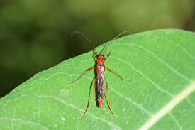 Attēlu rezultāti vaicājumam “Necydalis major”