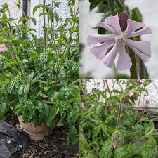 Attēlu rezultāti vaicājumam “Silene viscaria bud”