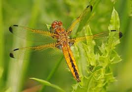 Attēlu rezultāti vaicājumam “Libellula fulva”
