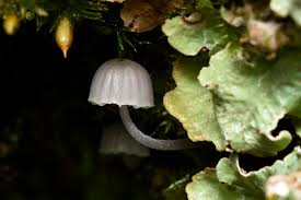 Attēlu rezultāti vaicājumam “Mycena pseudocorticola”