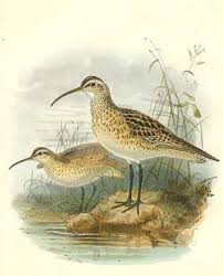 Image result for Numenius borealis