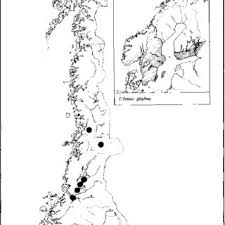 Attēlu rezultāti vaicājumam “Hypoxylon vogesiacum”
