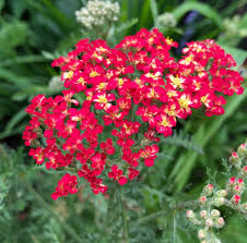 Attēlu rezultāti vaicājumam “Achillea salicifolia flower”