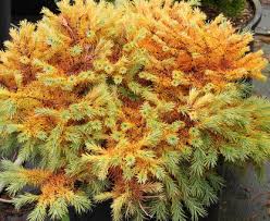 Attēlu rezultāti vaicājumam “Larix kaempferi fruit”