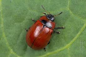 Attēlu rezultāti vaicājumam “Gonioctena viminalis”