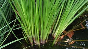 Attēlu rezultāti vaicājumam “Cladium mariscus”