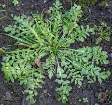 Attēlu rezultāti vaicājumam “Capsella bursa-pastoris bud”