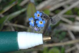 Attēlu rezultāti vaicājumam “Myosotis ramosissima flower”