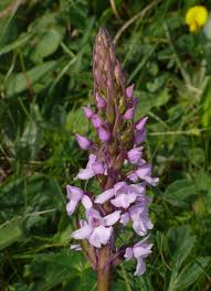 Attēlu rezultāti vaicājumam “Gymnadenia conopsea leaf”