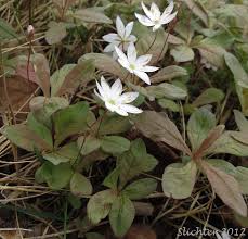 Attēlu rezultāti vaicājumam “Trientalis europaea”