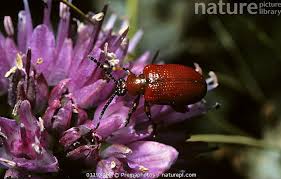 Attēlu rezultāti vaicājumam “Lilioceris lilii”