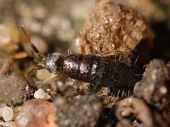 Attēlu rezultāti vaicājumam “Heteromurus nitidus”