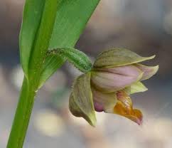 Attēlu rezultāti vaicājumam “Epirranthis diversata upperside”