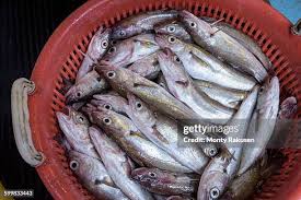 Image result for Merlangius merlangus