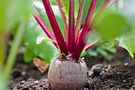 Image result for Beta vulgaris
